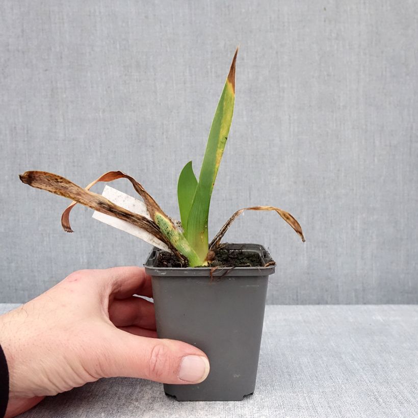 Example of Iris germanica Cartouche - Giaggiolo paonazzo Vasetto da 8/9 cm as you get in hiver