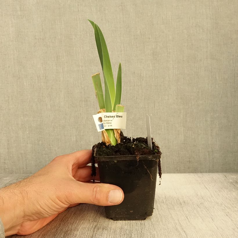 Esemplare di Iris germanica Chelsea Bleu Godet de 8/9 cm come consegnato in autunno