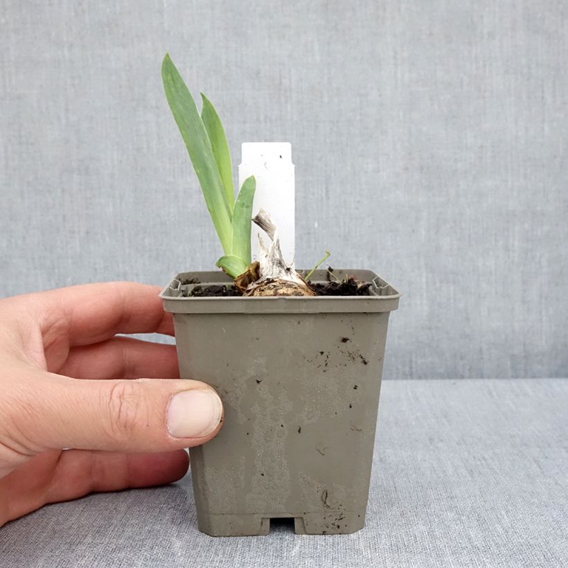 Example of Iris germanica Cherished - Giaggiolo paonazzo Vasetto da 8/9 cm as you get in printemps