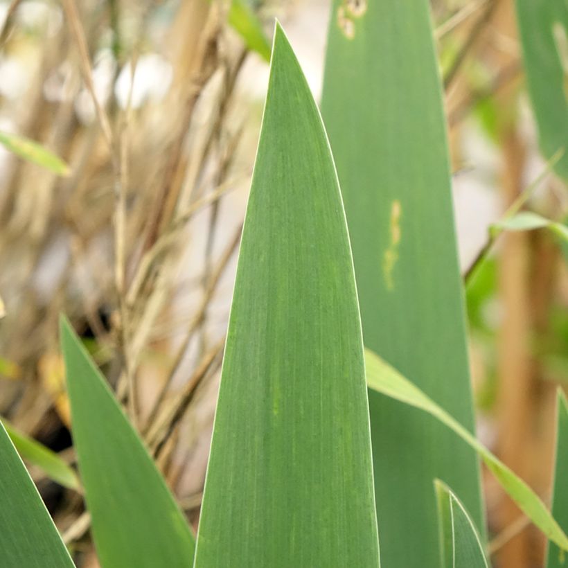 Iris germanica Cherished - Giaggiolo paonazzo (Foliage)