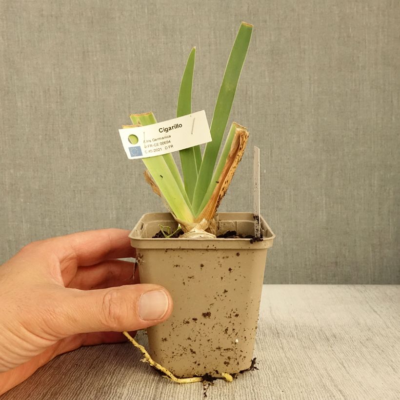 Esemplare di Iris germanica Cigarillo - Iris des Jardins Godet de 8/9 cm come consegnato in autunno
