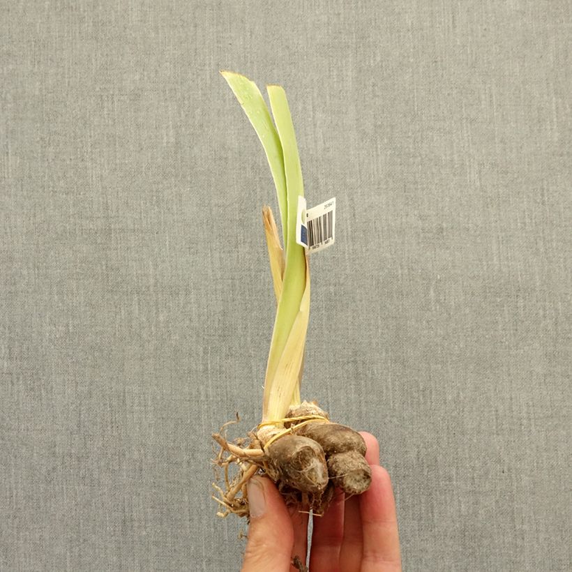 Iris germanica Circus Dragon - Giaggiolo nano Rizoma esemplare consegnato in inverno