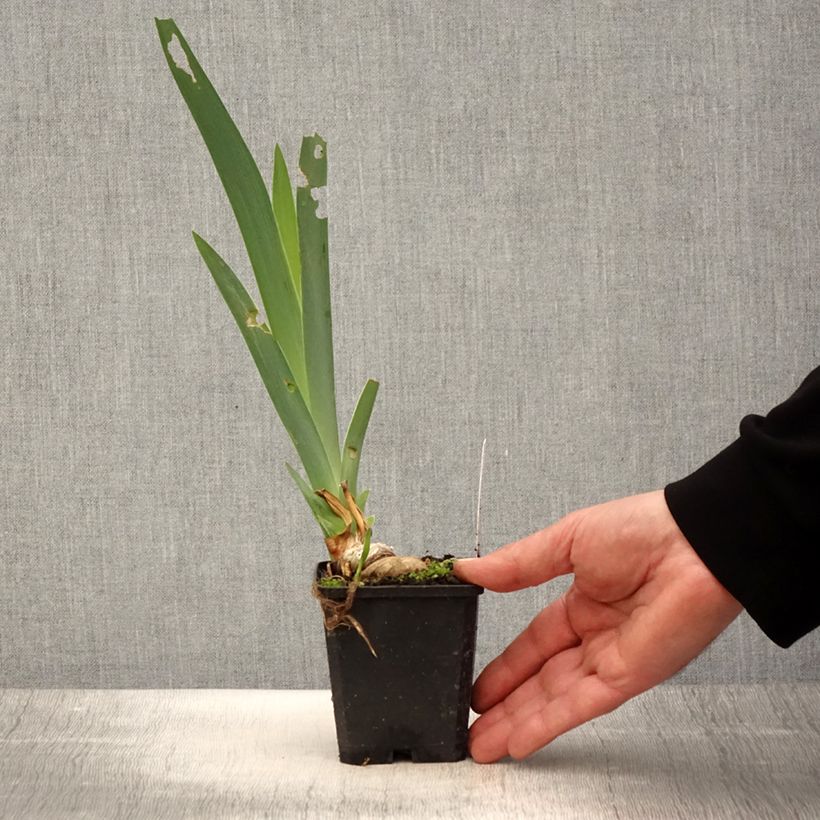 Example of Iris germanica Coffee Trader - Giaggiolo paonazzo Vasetto da 8/9 cm as you get in printemps