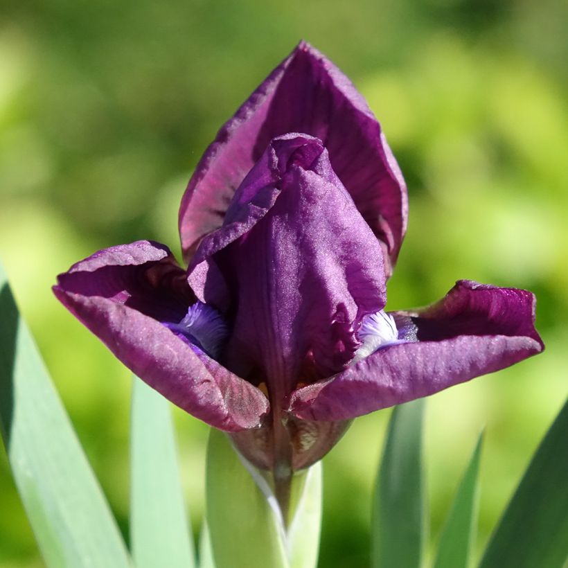 Iris germanica Color me Rose - Giaggiolo paonazzo (Fioritura)