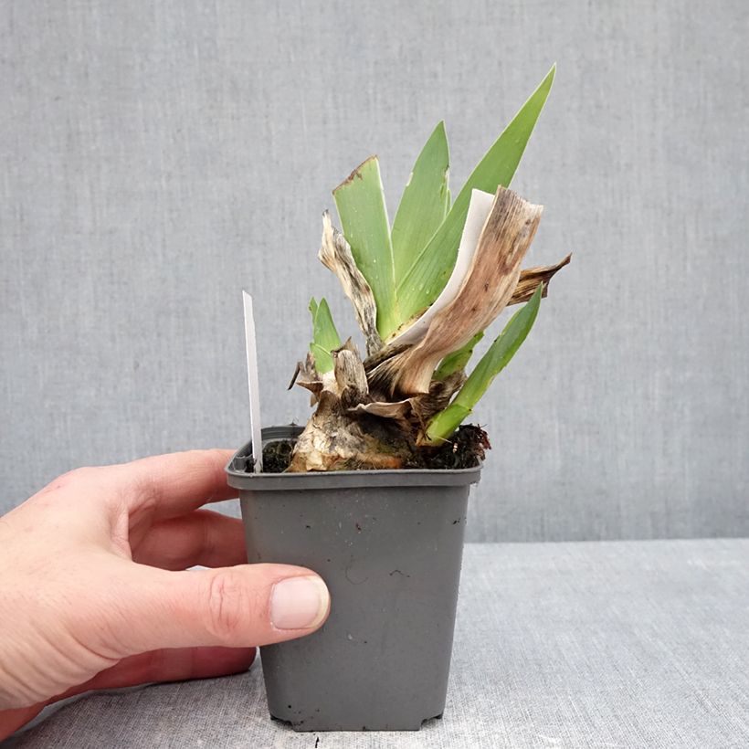 Iris germanica Conspiration - Giaggiolo paonazzo Vasetto da 8/9 cm esemplare consegnato in inverno