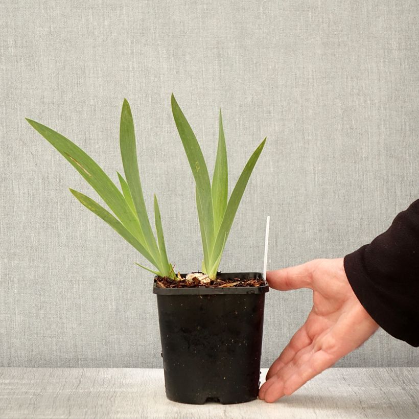 Iris germanica Crinoline - Giaggiolo paonazzo Vaso da 1,5L/2L esemplare consegnato in primavera