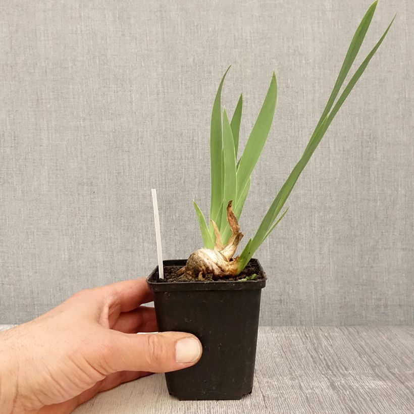 Iris germanica Crinoline - Giaggiolo paonazzo Vasetto da 8/9 cm esemplare consegnato in primavera