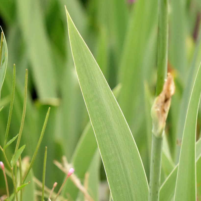 Iris germanica Cutie - Giaggiolo paonazzo (Fogliame)