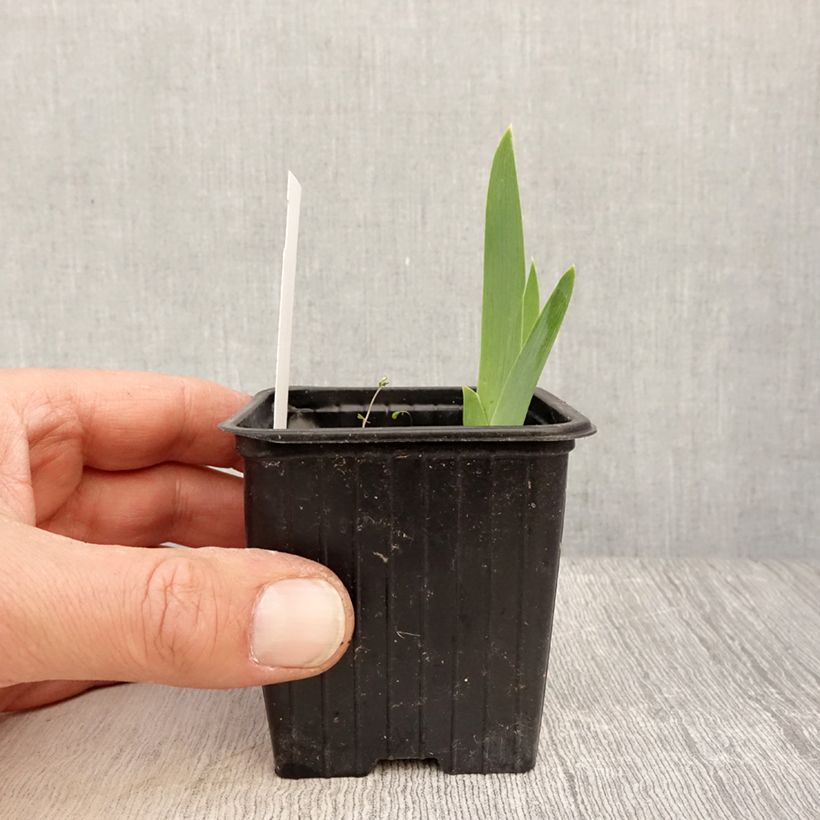 Iris germanica Cutie - Giaggiolo paonazzo Vasetto da 8/9 cm esemplare consegnato in primavera