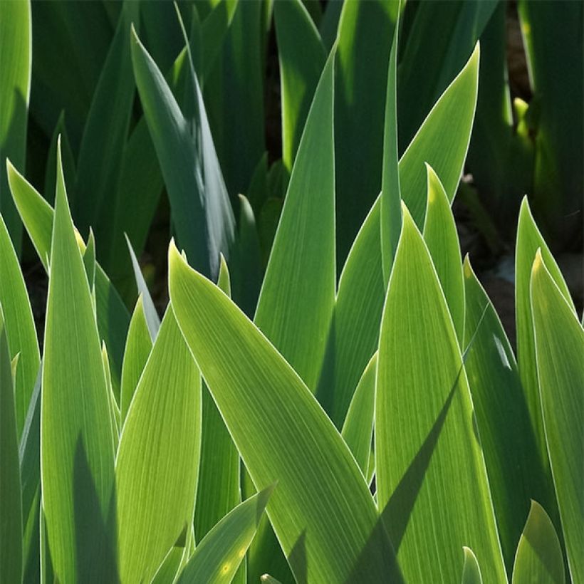 Iris germanica Dame Blanche - Giaggiolo paonazzo (Foliage)