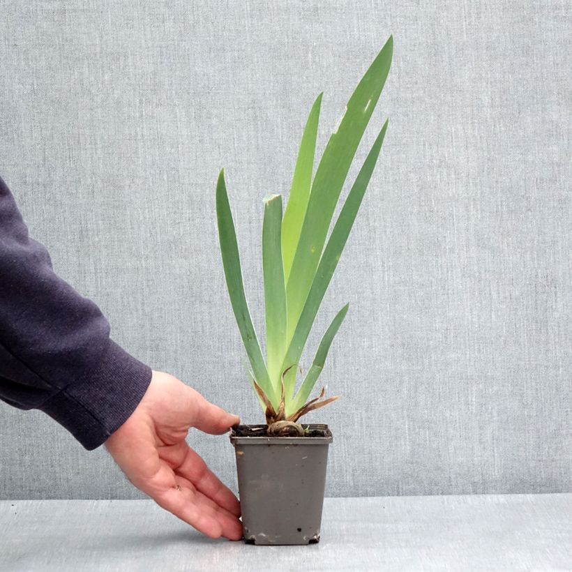 Example of Iris germanica Dame de Coeur - Giaggiolo paonazzo Vasetto da 8/9 cm as you get in printemps