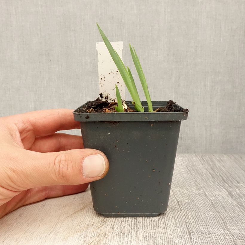 Example of Iris germanica Dangerous Mood - Giaggiolo paonazzo Vasetto da 8/9 cm as you get in printemps