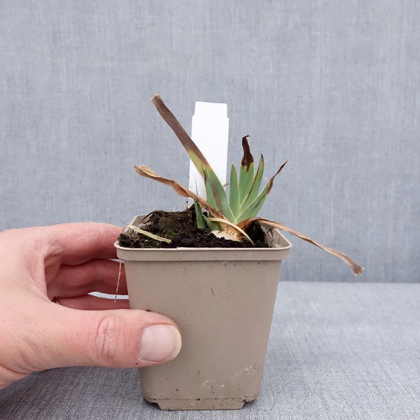 Iris germanica Danse du Feu - Giaggiolo paonazzo Vasetto da 8/9 cm esemplare consegnato in inverno