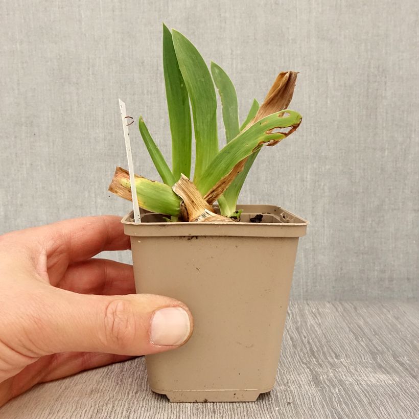 Example of Iris germanica Dating A Royal - Giaggiolo paonazzo Vasetto da 8/9 cm as you get in printemps