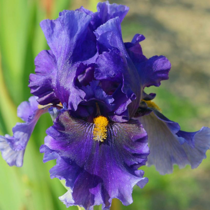 Iris germanica Deep Dark Secret - Giaggiolo paonazzo (Flowering)