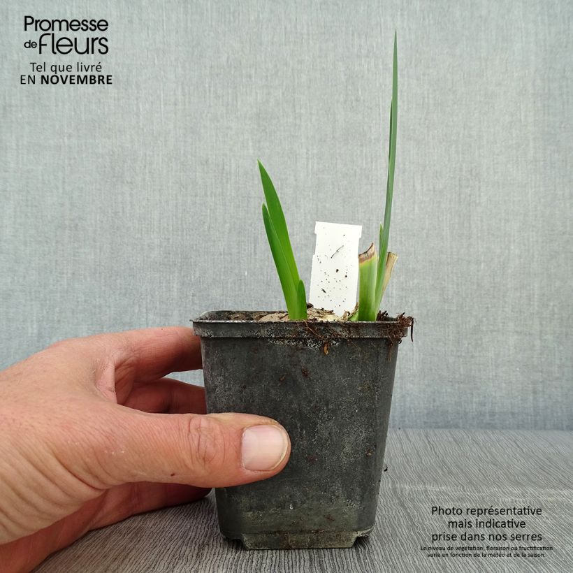 Esemplare di Iris germanica Déguisement - Grand Iris des Jardins  Godet de 8/9 cm come consegnato in autunno