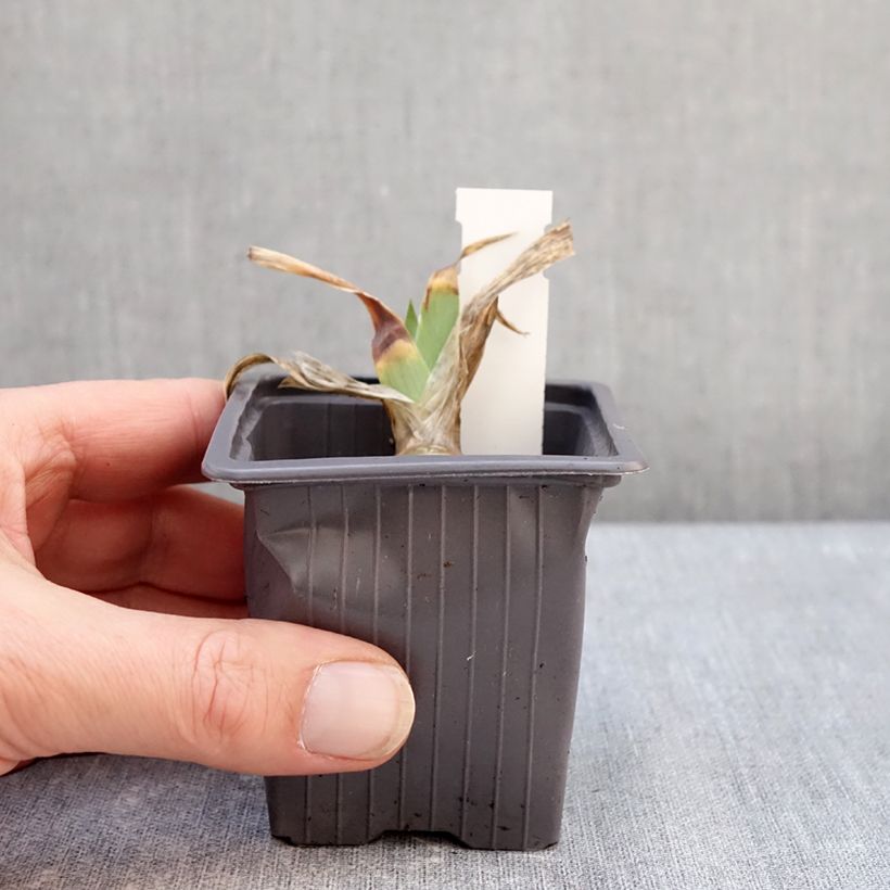 Example of Iris germanica Delicato - Giaggiolo paonazzo Vasetto da 8/9 cm as you get in hiver