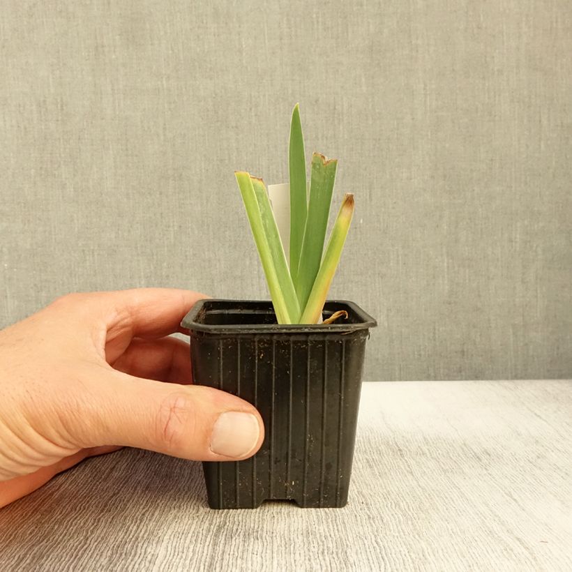 Esemplare di Iris germanica Delicato - Iris des Jardins  Godet de 8/9 cm come consegnato in autunno