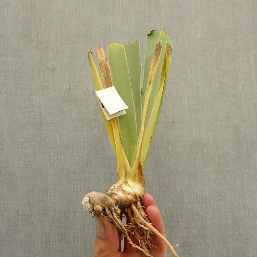 Iris germanica Delta Blues - Giaggiolo paonazzo Rizoma esemplare consegnato in inverno