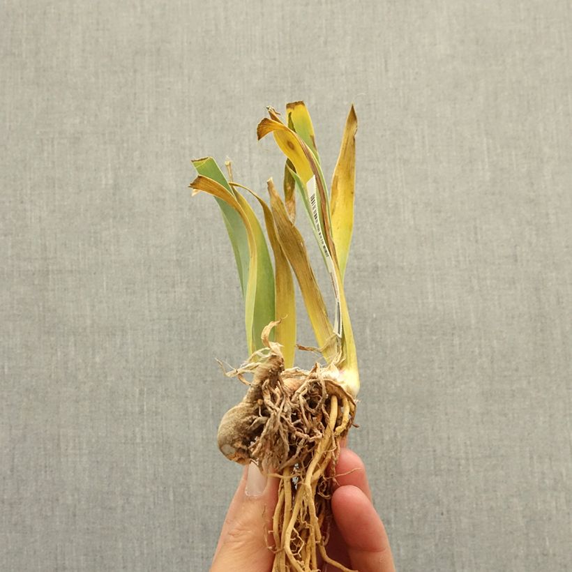 Iris germanica Dipped in Dots - Giaggiolo paonazzo Rizoma esemplare consegnato in inverno
