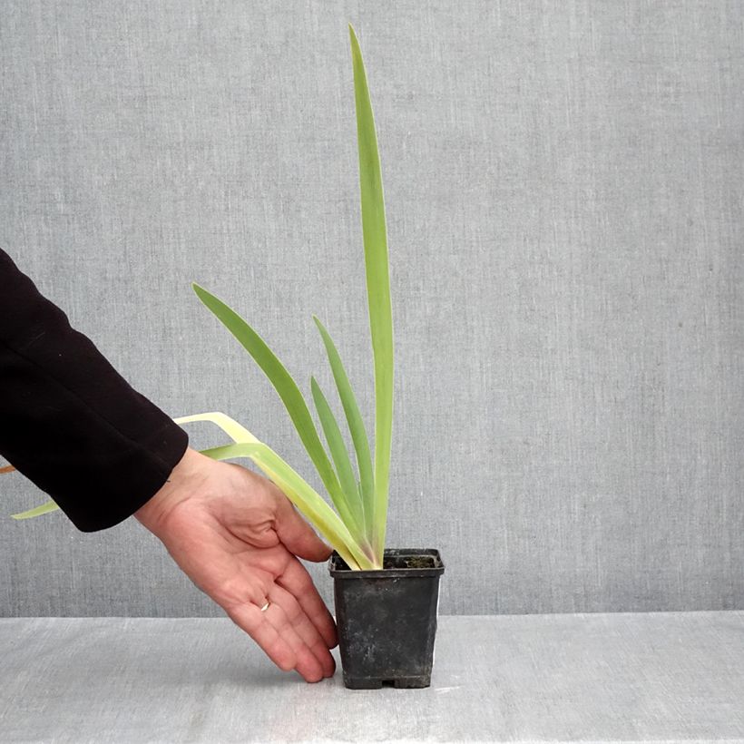 Esemplare di Iris germanica Dracula's Kiss - Giaggiolo paonazzo Vasetto da 8/9 cm come consegnato in autunno