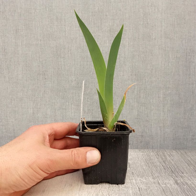 Iris germanica Dutch Chocolate - Giaggiolo paonazzo Vasetto da 8/9 cm esemplare consegnato in primavera