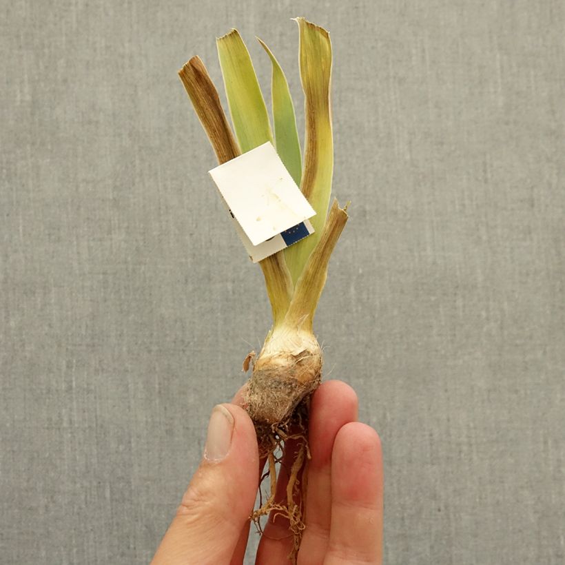 Iris germanica Échassier - Giaggiolo paonazzo Rizoma esemplare consegnato in inverno