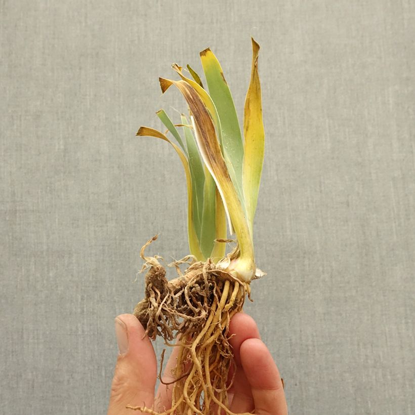 Iris germanica Eclat de Nuit - Giaggiolo paonazzo Rizoma esemplare consegnato in inverno