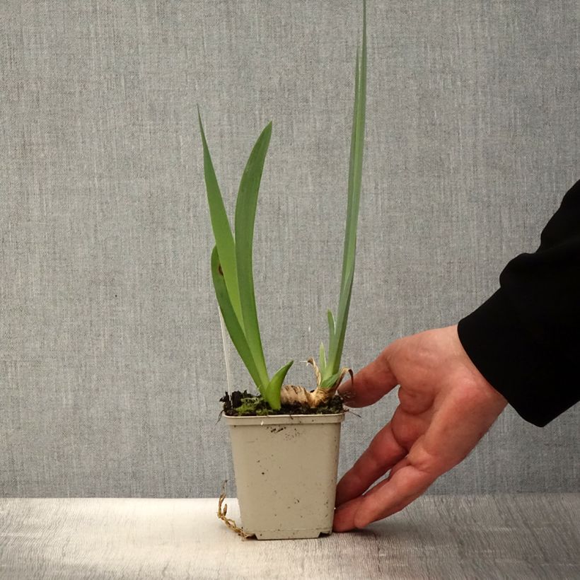 Example of Iris germanica En Ebullition - Giaggiolo paonazzo Vasetto da 8/9 cm as you get in printemps