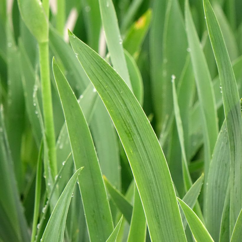 Iris germanica En Ebullition - Giaggiolo paonazzo (Foliage)