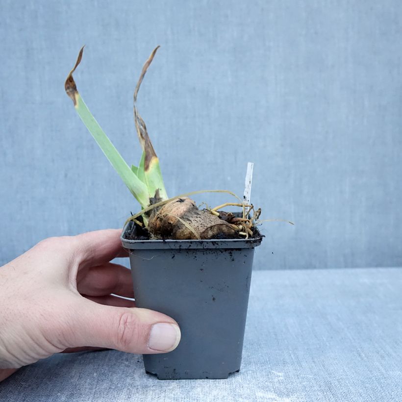 Example of Iris germanica En Pointillés - Giaggiolo paonazzo Vasetto da 8/9 cm as you get in hiver