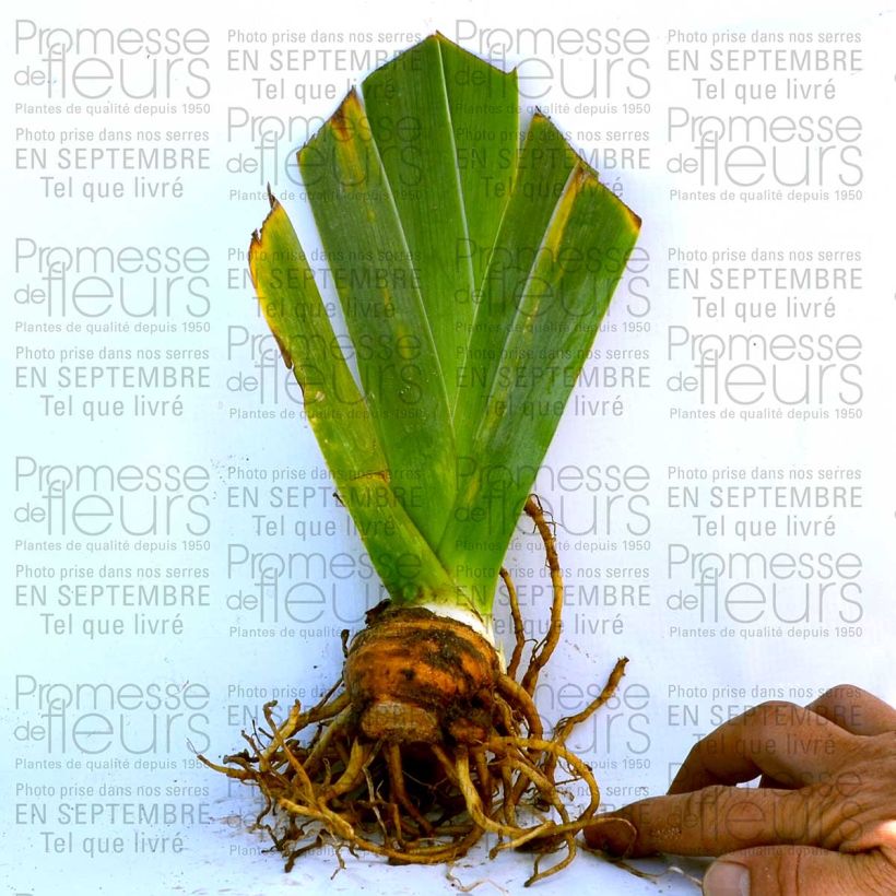 Esempio di esemplare Iris germanica Fall Fiesta - Giaggiolo paonazzo Vasetto da 8/9 cm come consegnato