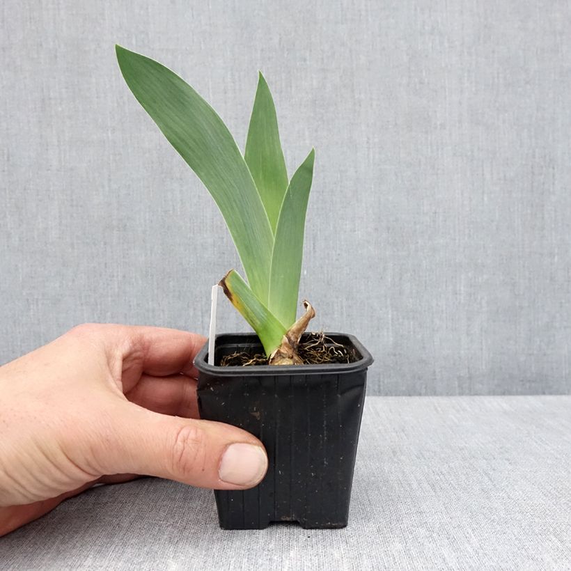 Iris germanica Flamant Rose - Giaggiolo paonazzo Vasetto da 8/9 cm esemplare consegnato in primavera