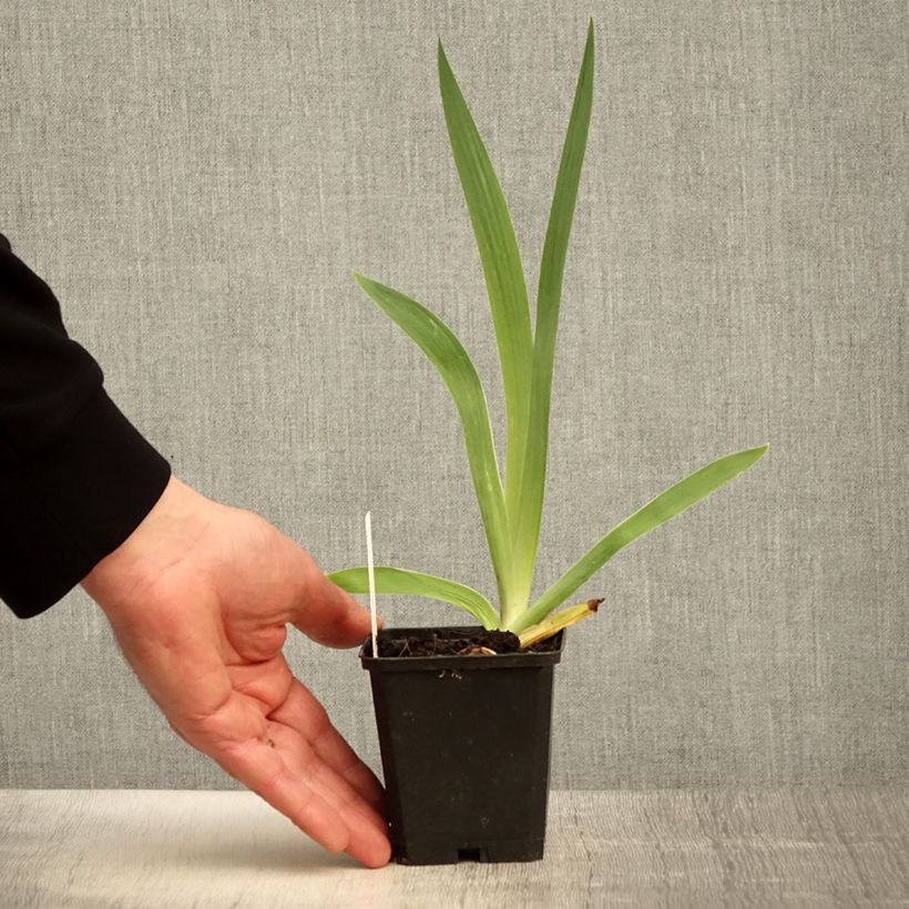 Example of Iris germanica Flamenco - Giaggiolo paonazzo Vasetto da 8/9 cm as you get in printemps