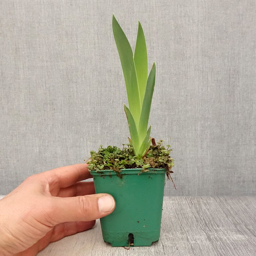 Example of Iris germanica Flaming Dragon - Giaggiolo paonazzo Vasetto da 8/9 cm as you get in printemps