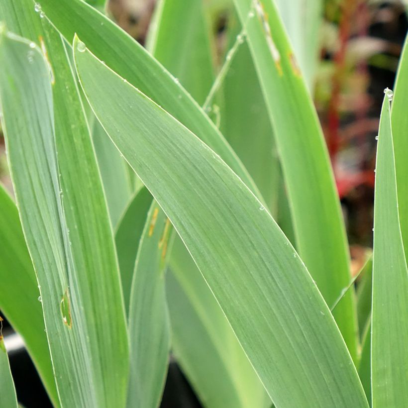 Iris germanica Flaming Dragon - Giaggiolo paonazzo (Foliage)