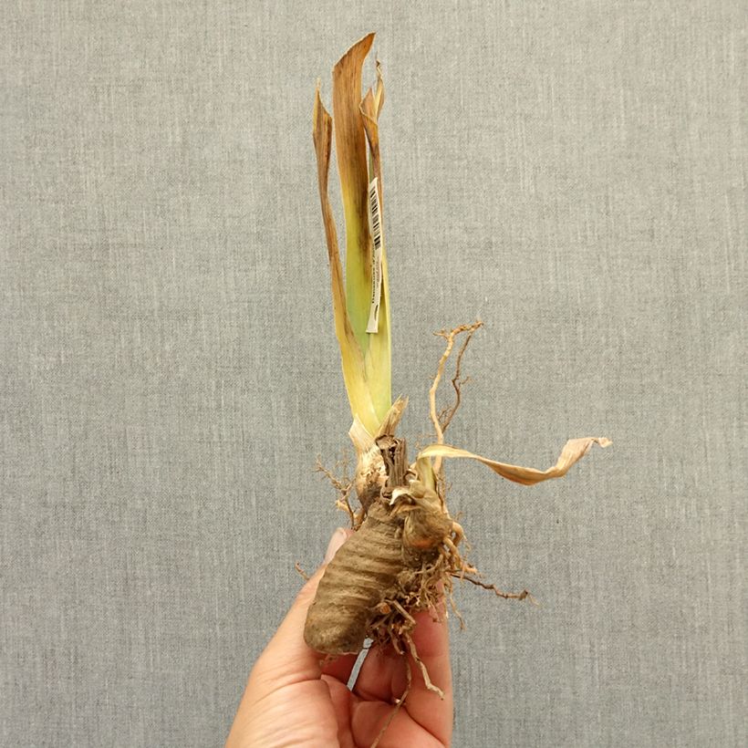 Iris germanica Frisk Me - Giaggiolo paonazzo Rizoma esemplare consegnato in inverno