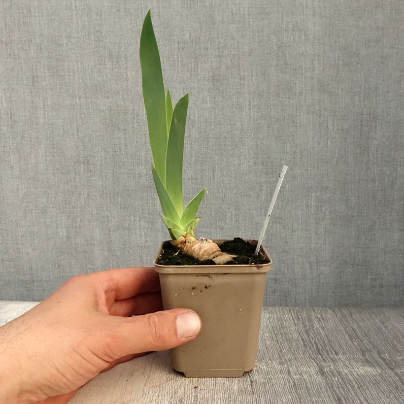 Iris germanica Frison-Roche - Giaggiolo paonazzo Vasetto da 8/9 cm esemplare consegnato in primavera