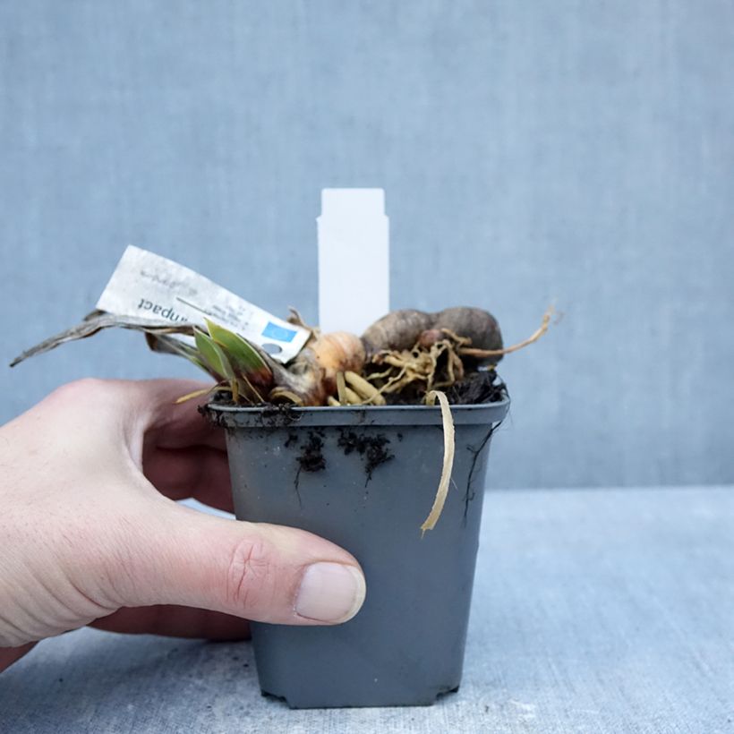 Example of Iris germanica Full Impact - Giaggiolo paonazzo Vasetto da 8/9 cm as you get in hiver