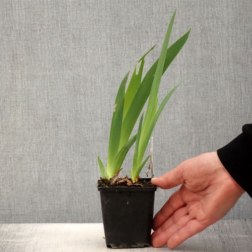 Iris germanica Gérard Brière - Giaggiolo paonazzo Vasetto da 8/9 cm esemplare consegnato in primavera