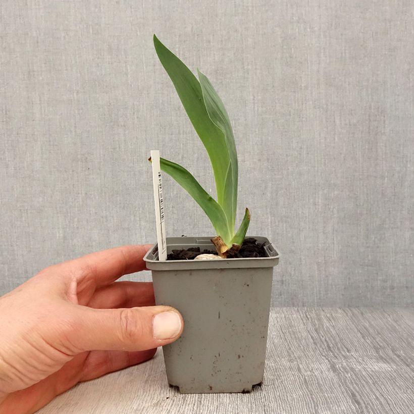 Example of Iris germanica Gipsy Romance - Giaggiolo paonazzo Vasetto da 8/9 cm as you get in printemps