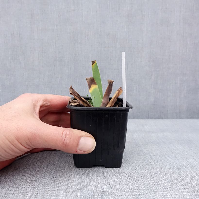 Iris germanica Glacier - Giaggiolo paonazzo Vasetto da 8/9 cm esemplare consegnato in inverno