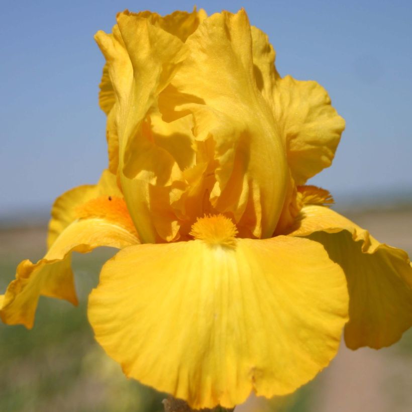 Iris germanica Gold Galore - Giaggiolo paonazzo (Fioritura)