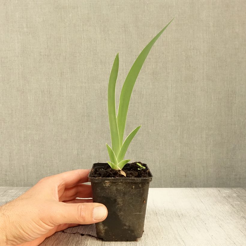 Esemplare di Iris germanica Golden Immortal - Iris des Jardins Godet de 8/9 cm come consegnato in autunno