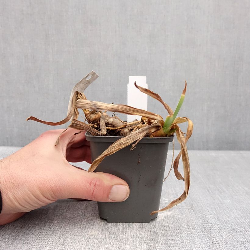 Example of Iris germanica Gracchus - Giaggiolo paonazzo Vasetto da 8/9 cm as you get in hiver