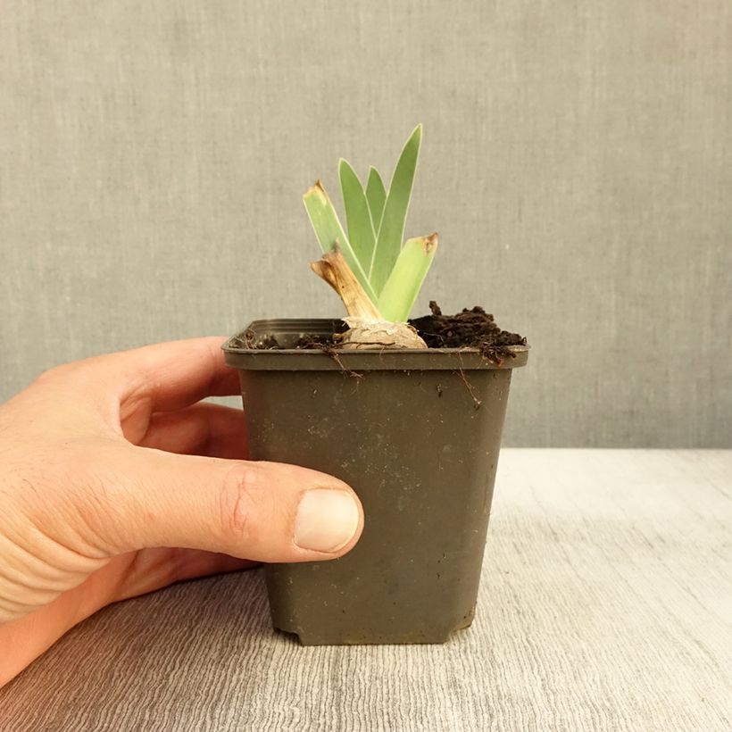 Esemplare di Iris germanica Guatemala - Iris des Jardins Godet de 8/9 cm come consegnato in autunno