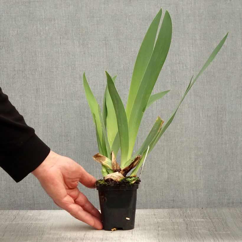 Iris germanica Guatemala - Giaggiolo paonazzo Vasetto da 8/9 cm esemplare consegnato in primavera