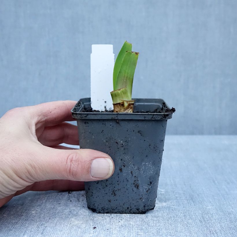 Iris germanica Harbor Blue - Giaggiolo paonazzo Vasetto da 8/9 cm esemplare consegnato in inverno