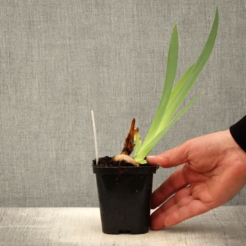 Example of Iris germanica Haut les Voiles - Giaggiolo paonazzo Vasetto da 8/9 cm as you get in printemps