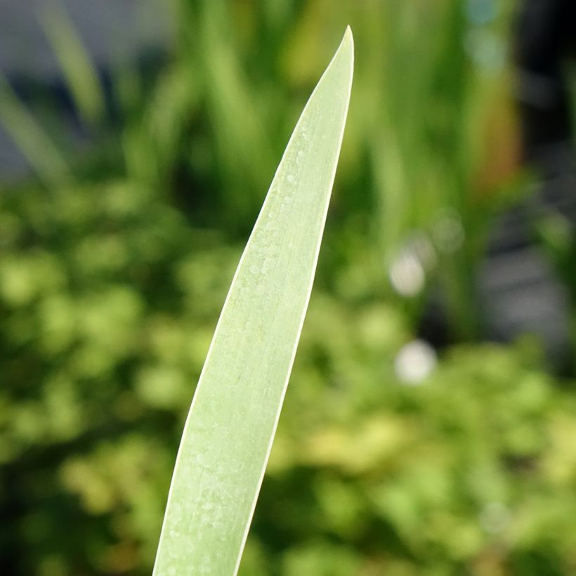 Iris germanica Hello Darling - Giaggiolo paonazzo (Fogliame)